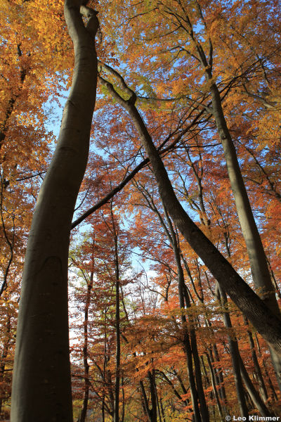 7.13 Herbst IMG_2168.jpg